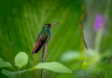 Hummingbird