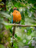 Rufous Motmot