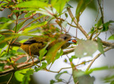 Tanager