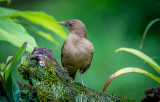 Clay Colored Thrush