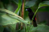 Passerinis Tanager