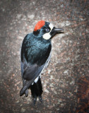 Acorn Woodpecker
