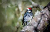 Acorn Woodpecker