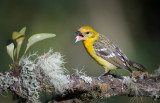 Flame colored Tanager female