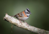 Rufous collared Sparrow