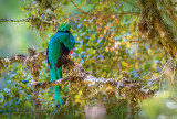 Respendent Quetzal