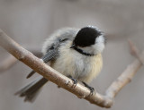 20/04 BLACK CAPPED CHICKADEE