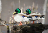 02/5 MALLARD