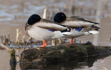 02/5 MALLARD
