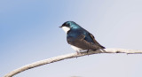 02/5  TREE SWALLOW