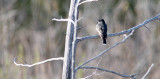 03/5 Eastern Phoebe