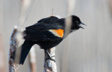03/5 REDWINGED BLACKBIRD