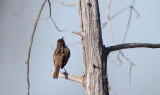 03/5 SONG SPARROW