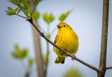 10/5 YELLOW WARBLER