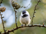 13/5 BLACK CAPPED CHICKDEE
