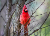 13/5 NORTHERN CARDINAL