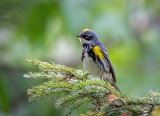 13/5 YELLOW RUMPED WARBLER