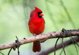 15/5 NORTHERN CARDINAL