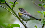 17/5 YELLOW RUMPED WARBLER