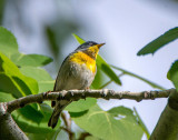 17/5 YELLOW RUMPED WARBLER