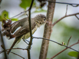 17/5 Warbling Vireo