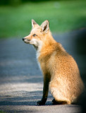 30/05 Fox