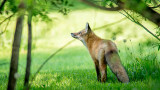 30/05 Fox