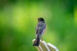 30/05 ROBIN