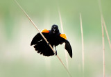 19/05 REDWINGED BLACKBIRD