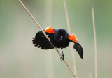 19/05 REDWINGED BLACKBIRD