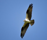 26/07 OSPREY near Toronto