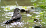 02/08 Robin in Bath