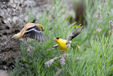 02/8 Goldfinch eat seeds