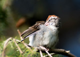 06/09 CHIPPING SPARROW