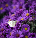 Cabbage White-2.jpg