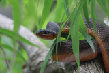 Red-bellied water snake , IMG_4081_2.jpg
