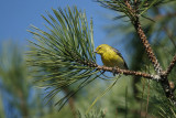 pine_warbler