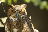great_horned_owl_
