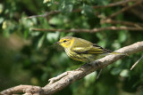 Cape May Warbler