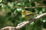 Cape May Warbler