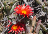 Flowers in Channel Islands National Park