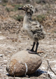 Baby Seagull perched on a rock in Channel Islands National Park