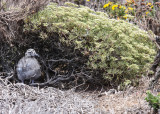 A Seagull chick under a bush in Channel Islands National Park