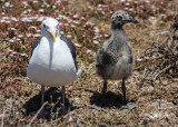 A Seagull and her chick in Channel Islands National Park