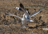 A territorial fight breaks out in Channel Islands National Park