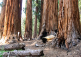 Trail through the Senate Group along the Congress Trail in Sequoia National Park