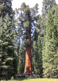 The General Sherman Tree (note the people at the base) in Sequoia National Park