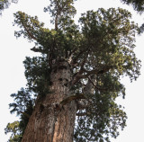The canopy of the General Sherman Tree in Sequoia National Park