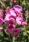 Flowers in Sequoia National Park