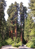 The Four Guardsmen towering over the roadway in Sequoia National Park
